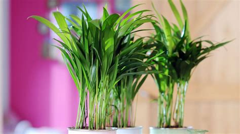 Plantas Que Debes Tener En El Interior Del Hogar Siempre Saludable