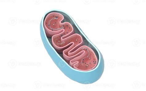 Cross Section View Of Mitochondria Medical Info Graphics On White