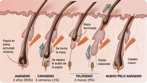 Anatomía Del Pelo Y El Ciclo Folicular Tricología Y Trasplante Capilar Mir