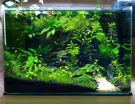 Water parameters needed for shrimp temperature kh ph tds – Artofit