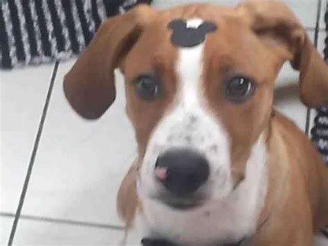 Adoção de Cachorro Santo André SP Thor 7 a 11 meses Raça ViraLata