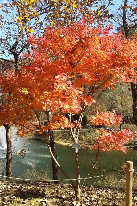 Acer Palmatum Asahi Zuru