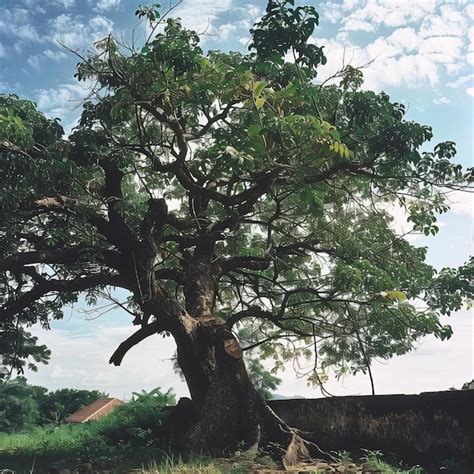 Premium Photo Giant Kapok Tree Towering Over The Amazon Rainforest