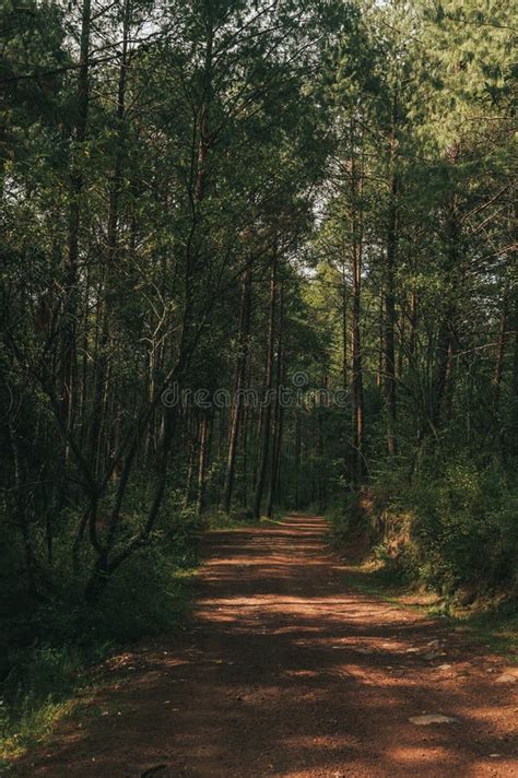 Caminho Dentro Da Floresta De Pinheiros Muito Altos Cercados De Verde E