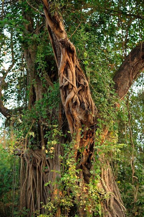 Banyan Strangler Fig Surrounding Another Tree With Its Roots Stock