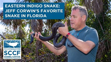 Jeff Corwin Introduces His Favorite Florida Snake Youtube