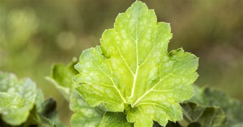 Heuchera Villosa Var Macrorrhiza Zottiges Purpurgl Ckchen Park Der