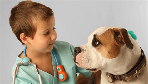 Aprenda Agora Como Escolher O Melhor Veterin Rio Para Seu Pet