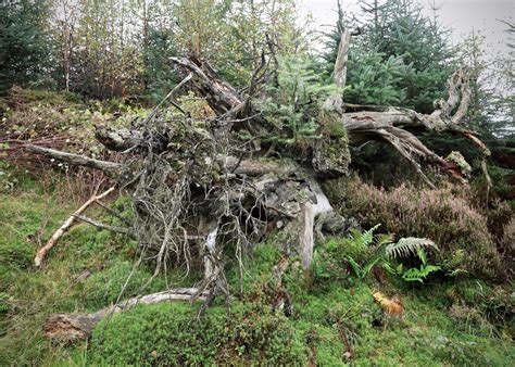 Grizedale Forest [24/09/2020] - robertpoulson.com