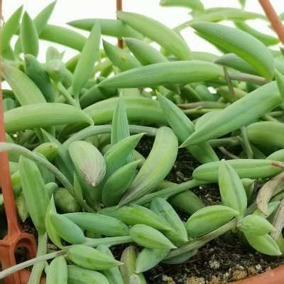 Senecio Radicans String Of Bananas 14 Cm ASTERACEAE Giromagi