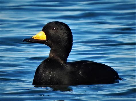 Black Scoter A Male Black Scoter Melanitta Americana Bi Flickr