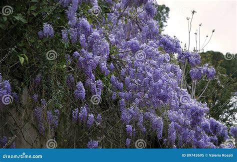 Wisteria Cascade In Springtime Stock Image Image Of Lilac Cascading