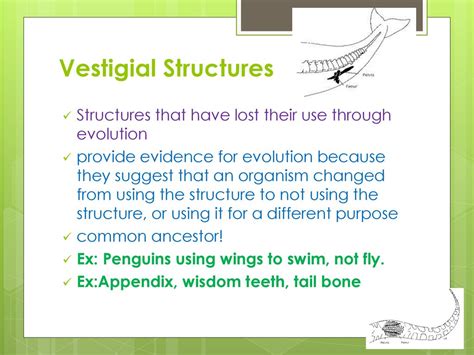 Evidence For Evolution Ppt Download