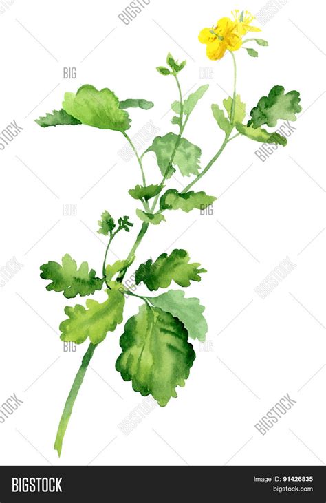 Watercolor Bush Vector & Photo (Free Trial) | Bigstock