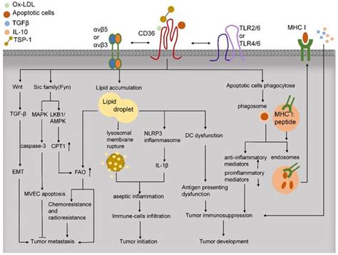 Cd36 Tango In Cancer Signaling Pathways And Functions