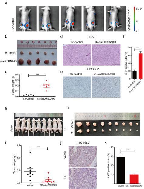 Effect Of Hsa Circ On Tumor Progression In Vivo A Tumor Was