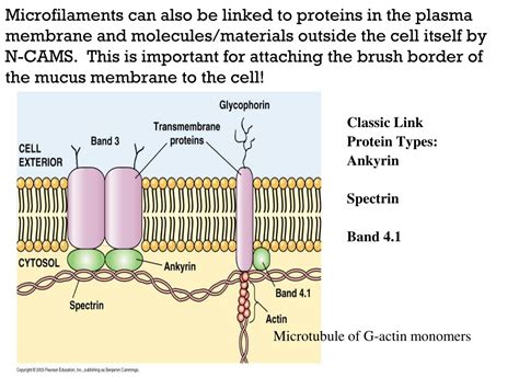 Ppt Cytoskeletal Components Microtubules Microfilaments And Intermediate Fibers Powerpoint