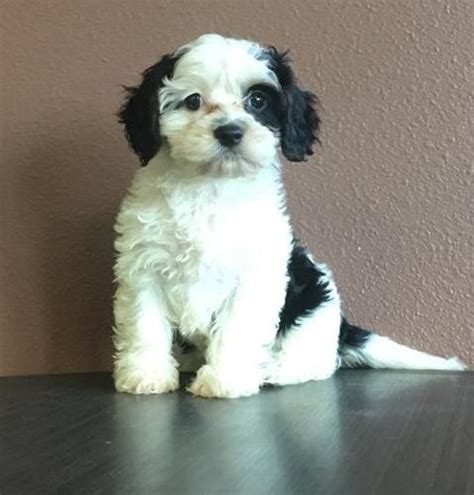 √√ Cavachon Puppies Missouri Usa Buy Puppy In Your Area