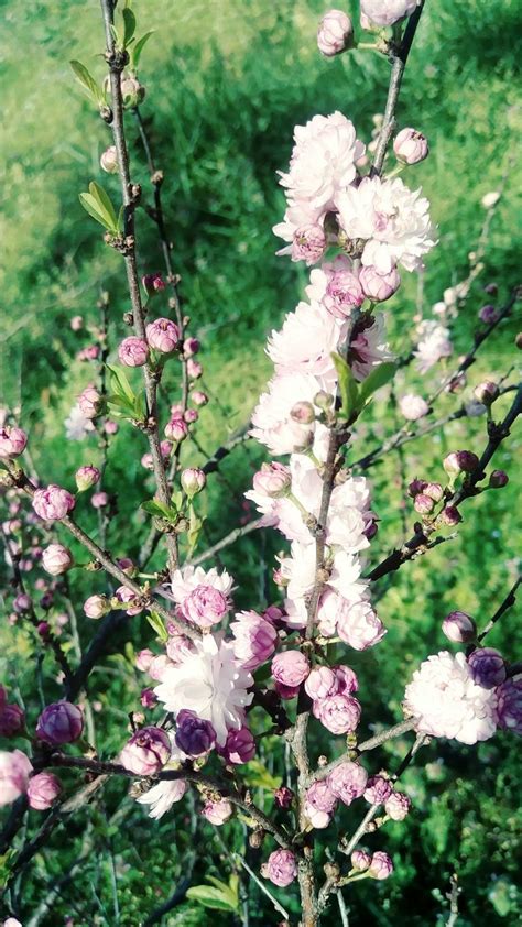 Flowering Almond by Dms | Plants, Almond, Garden