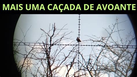 CAÇADA DE POMBA MAIS UMA CAÇADA DE AVOANTE YouTube