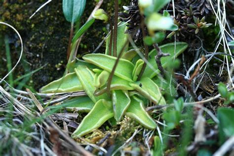 Pinguicula Alpina Flores Silvestres De Arag N