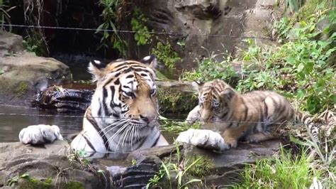 トラの赤ちゃん ケイスケ池ぽちゃでお母さんにやつあたり Amur Tiger Cub Complains About His Mother