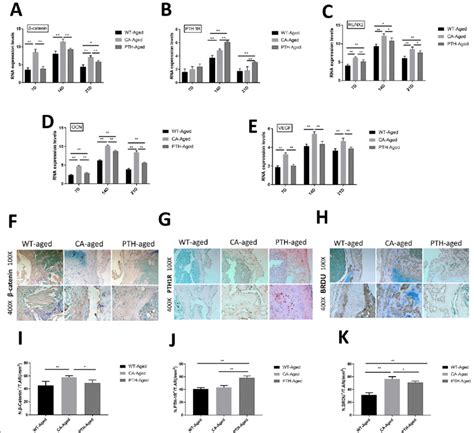 Rt Pcr Expression Levels Of A Catenin B Pth R C Runx D Ocn And E