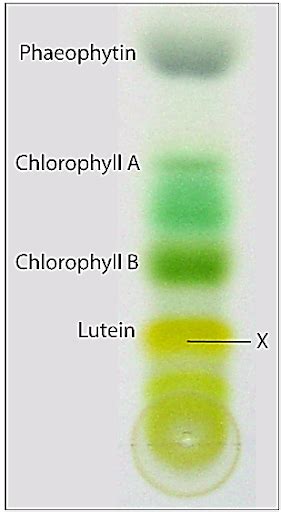 Chromatogram Of Spinach