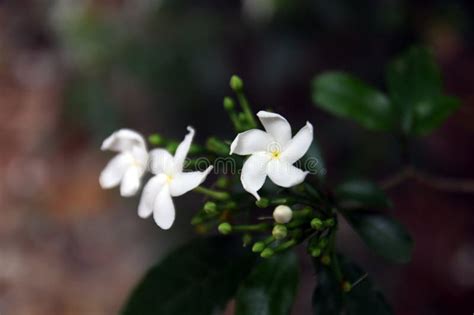 White Jasmine Flowers or Bunga Melati Putih or Jasminum Sambac Flowers ...