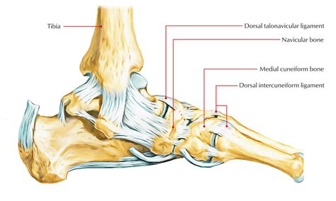 Navicular bone – Earth's Lab