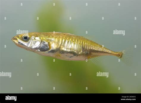 The female of three-spined stickleback fish Gasterosteus aculeatus in the underwater habitat ...