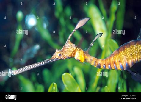 Common Seadragon Weedy Seadragon Leafy Seadragon Phyllopteryx