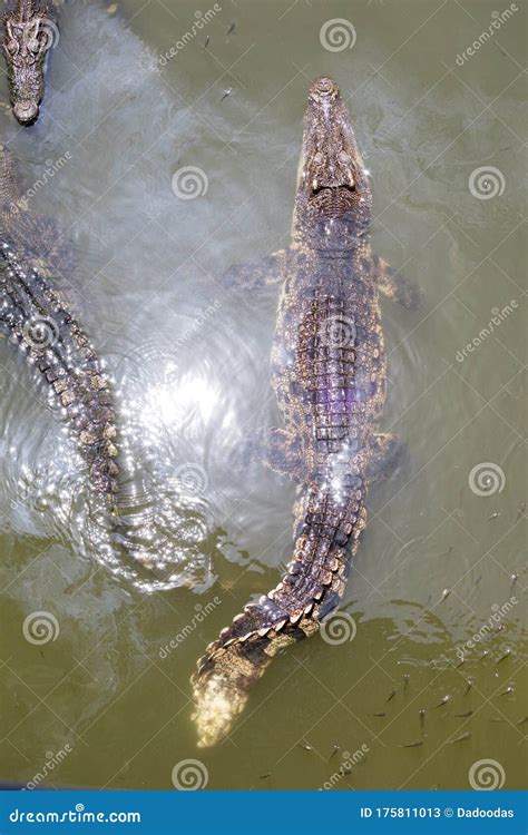 Image of a Crocodile in the Water. Reptiles Stock Image - Image of predator, carnivore: 175811013