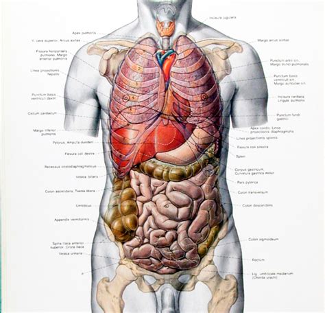 Tenue Schemi Di Anatomia Umana