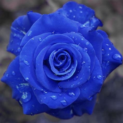 Yellow Wallpaper Blue Roses