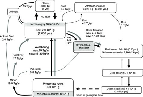 Phosphorus Cycle