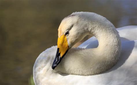10 Tundra Swan Wallpapers