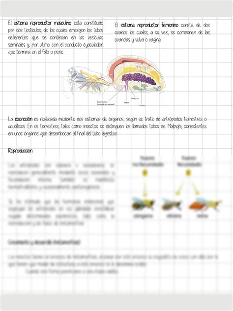 Solution Parasitologia Clinica Artropodos Studypool