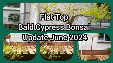 Flat Top Bald Cypress Update June 2024 YouTube