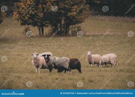 Peaceful Sheep Grazing On A Country Meadow Stock Photo Image Of