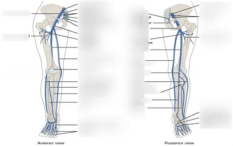 AP2 Lab Pritchard Systemic Veins Lower Ext Diagram Quizlet