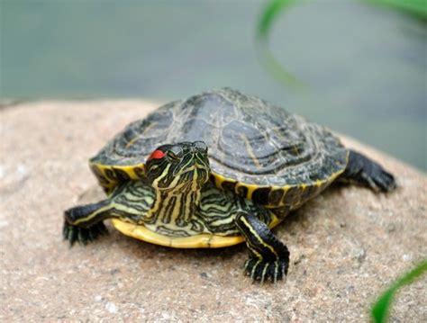 Taking Care of Your Terrapins | GAIAVETS