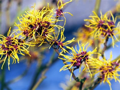 Hamamelis Salbe Wirkungen Alternativen Zum Arzneimittel