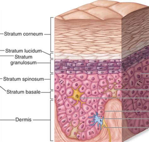 Dermatology Anatomy Flashcards Quizlet