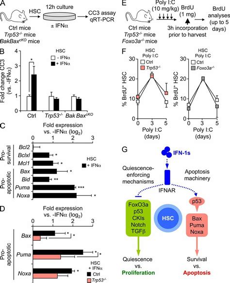 Role Of P53 And Intrinsic Apoptosis Pathway In Ifn 1exposed Hscs A Download Scientific