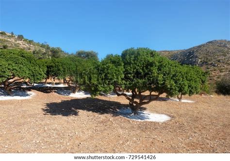 Mastic Tree Chios Greece Stock Photo 729541426 Shutterstock