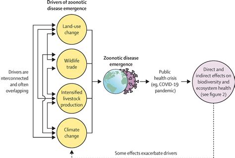 The COVID 19 Pandemic Is Intricately Linked To Biodiversity Loss And