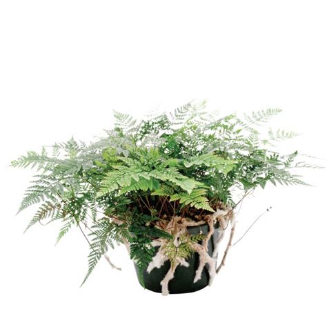 White Rabbit Foot Fern Humata Tyermannii