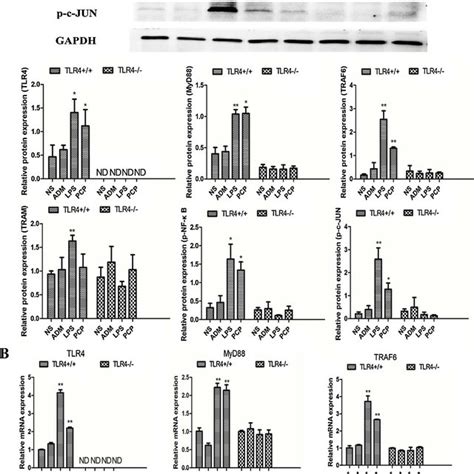 Effects Of Pcp On Mrna And Proteins Expression Of Tlr Signaling