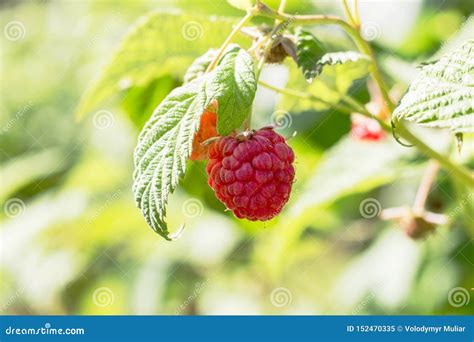 Red Raspberry Berries On The Bush In Sunny Weather Stock Image Image